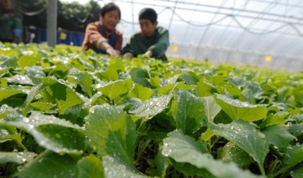 打好2022年農(nóng)業(yè)生產(chǎn)第一仗 青島即墨區(qū)扎實推進春耕工作